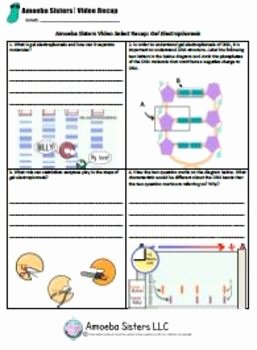 Gel Electrophoresis Worksheet Answers Awesome Gel Electrophoresis Select Recap Handout Answer Key by