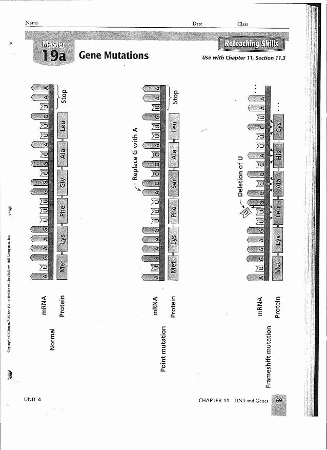 Gene And Chromosome Mutation Worksheet