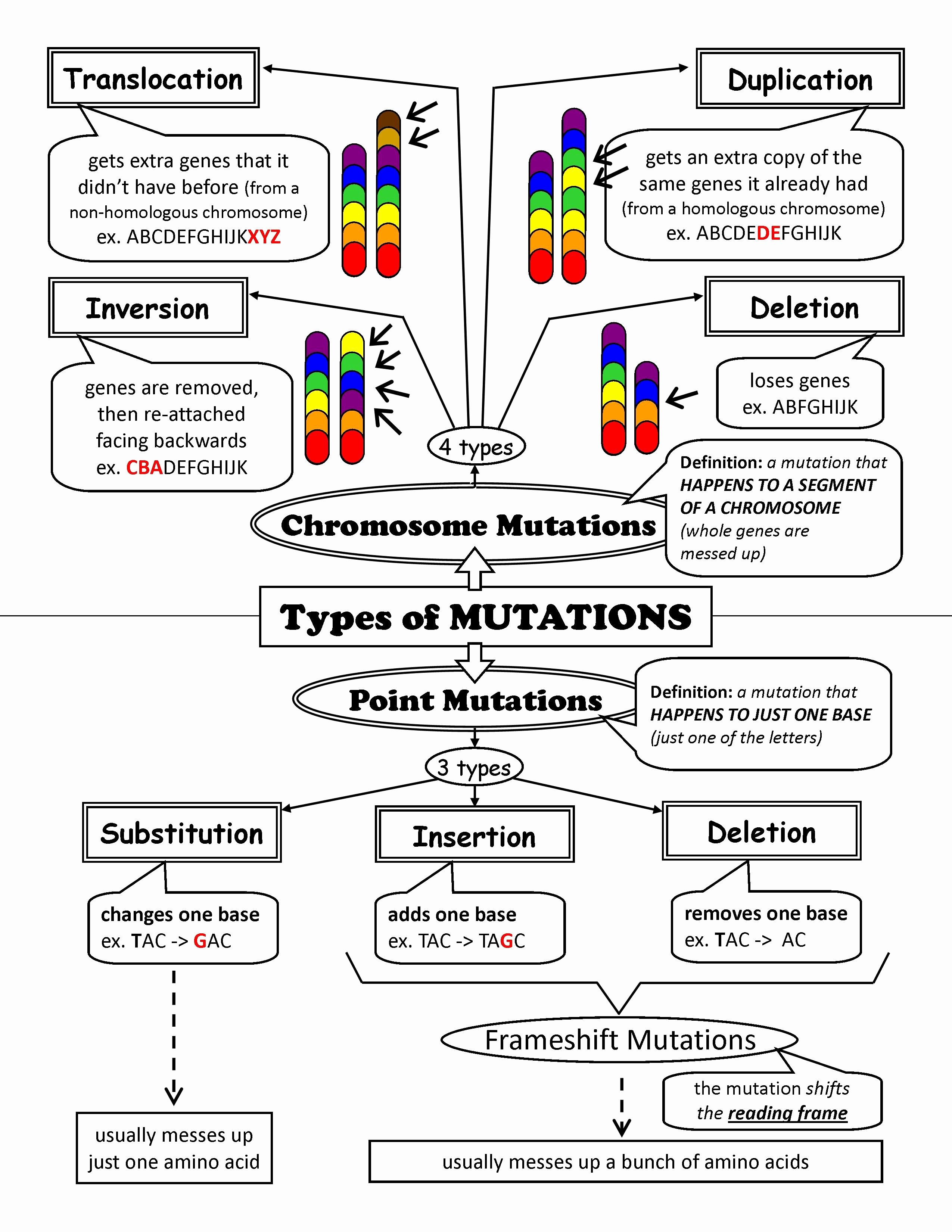 Gene and Chromosome Mutation Worksheet Beautiful 53 Gene Mutations Worksheet Chromosome Mutation Worksheet
