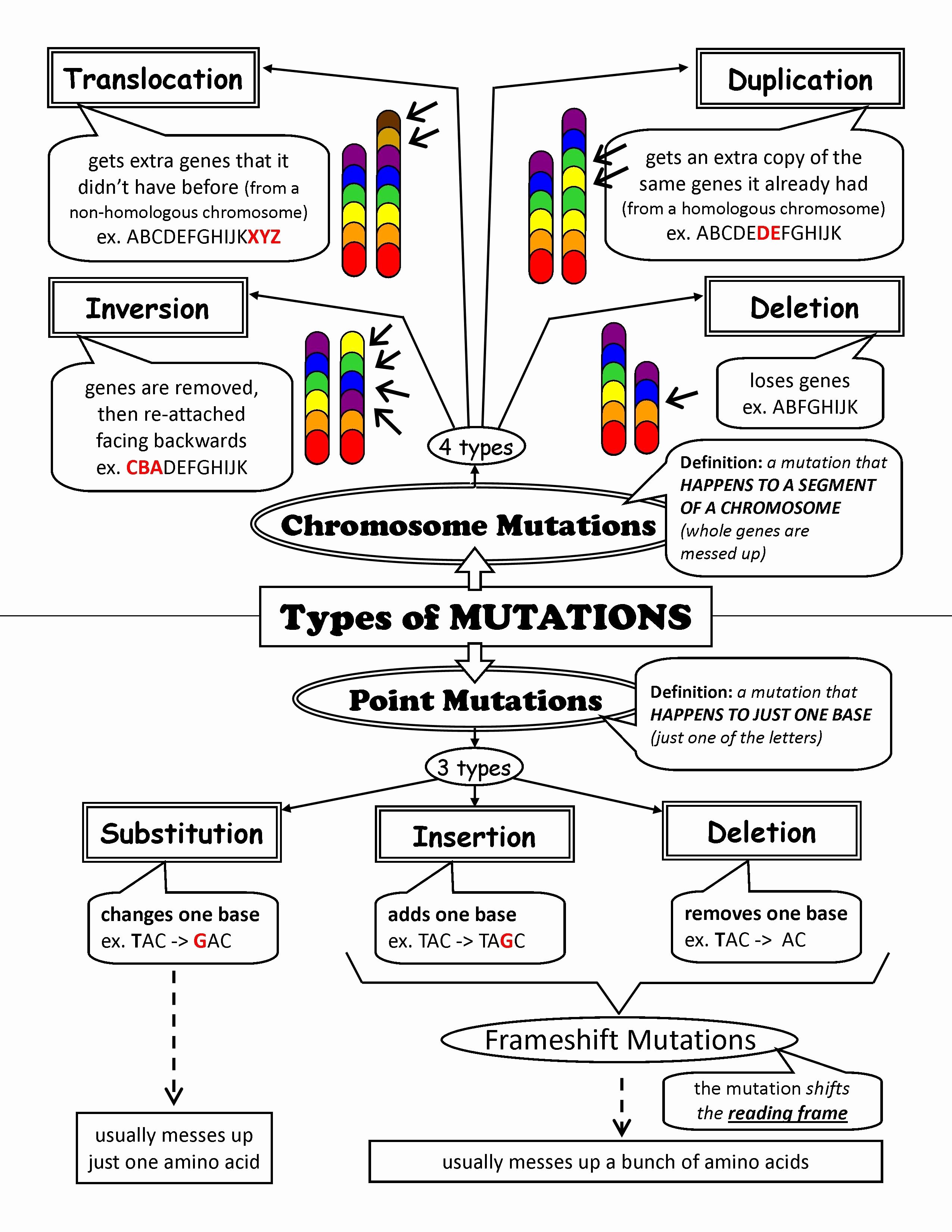 Genes Worksheet For Kids