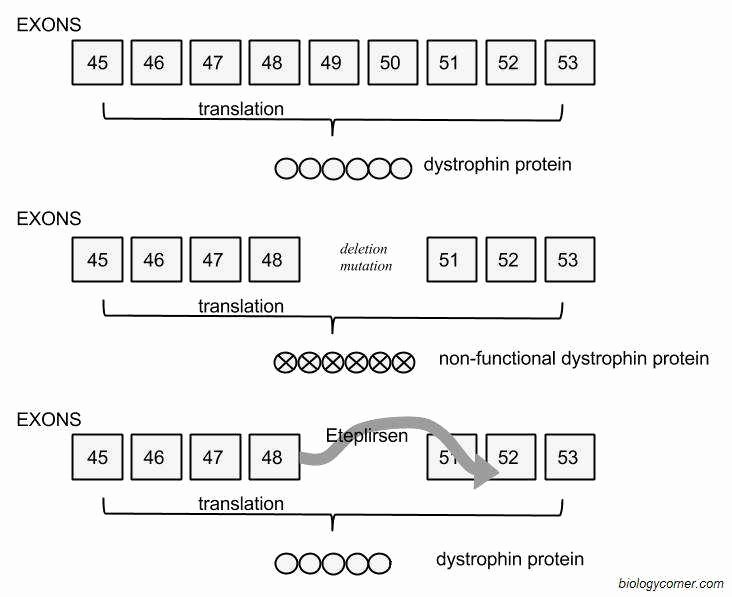 Gene and Chromosome Mutation Worksheet Beautiful Gene Mutations Worksheet