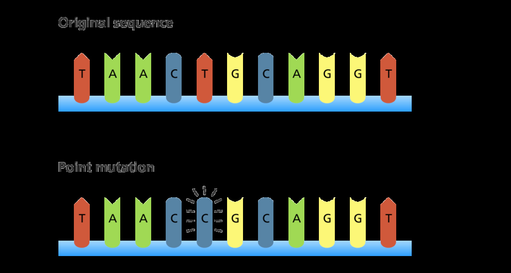 Gene and Chromosome Mutation Worksheet Elegant Dna Mutations