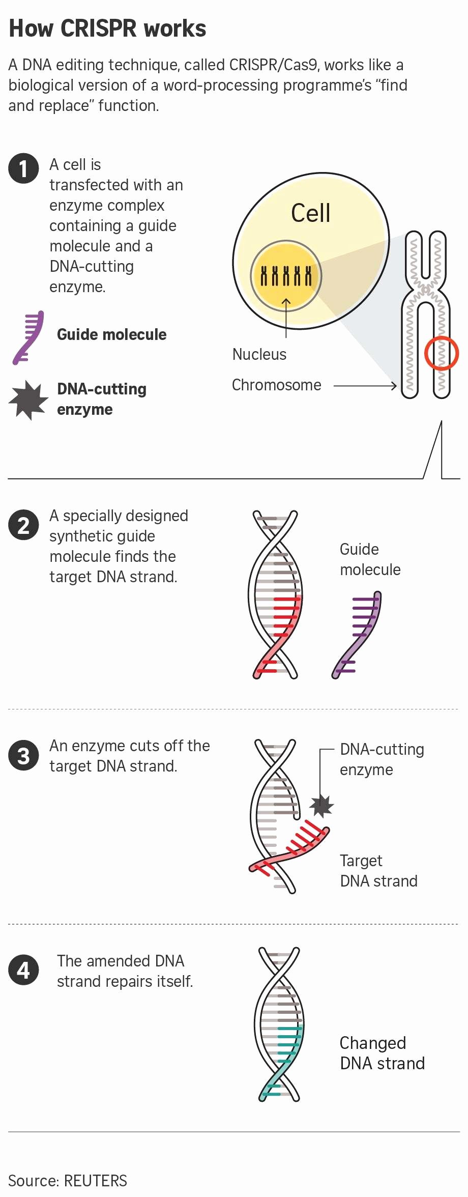 Gene and Chromosome Mutation Worksheet Luxury Gene and Chromosome Mutation Worksheet Worksheet Idea