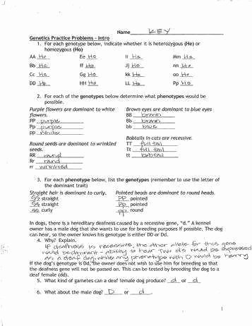 Genetics Practice Problem Worksheet Elegant Genetics Practice Problems Worksheet