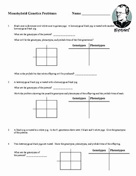 Genetics Practice Problem Worksheet Lovely Monohybrid Cross Worksheet