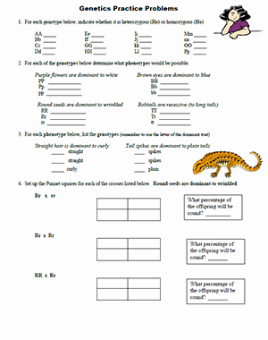 Genetics Practice Problems Simple Worksheet Awesome Simple Genetics Practice
