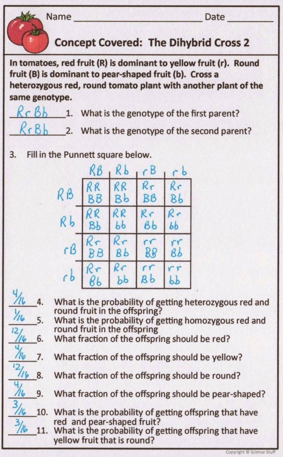 Genetics Worksheet Answer Key Best Of Amy Brown Science Genetics Problems and Activities for