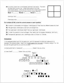 Genetics Worksheet Answers Key New Meiosis and Genetics Review Worksheet by Biology with