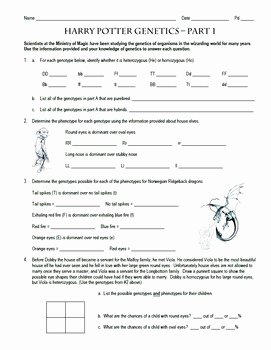 Genetics Worksheet Middle School Beautiful Harry Potter Genetics Parts 1 3 Bundle by Spyglass Biology