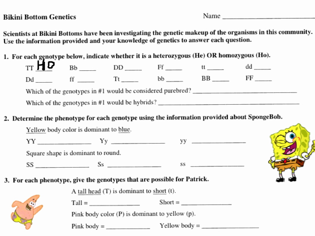 Genetics Worksheet Middle School Luxury Bikini Bottom Genetics Worksheet