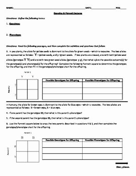 Genetics Worksheet Middle School New Genetics &amp; Punnett Squares Worksheet