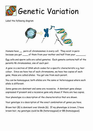 Genetics Worksheet Middle School Unique Genetic Variation Worksheet by Londinium Teaching