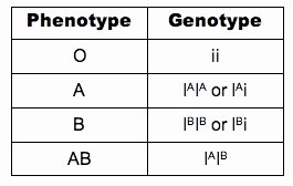 Genotypes and Phenotypes Worksheet Answers Beautiful 4 3 theoretical Genetics