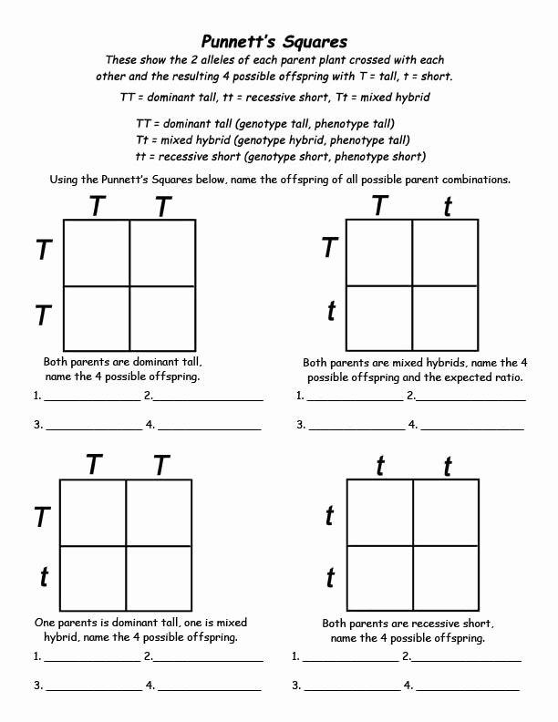 Genotypes and Phenotypes Worksheet Answers Beautiful Genetics Info and Punnett Square Activity for Kids