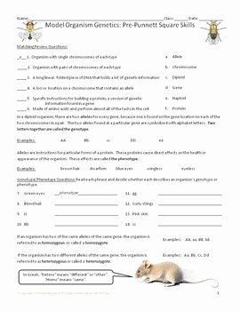 Genotypes and Phenotypes Worksheet Answers Fresh Genetics with Model organisms 1 Genotypes and Phenotypes
