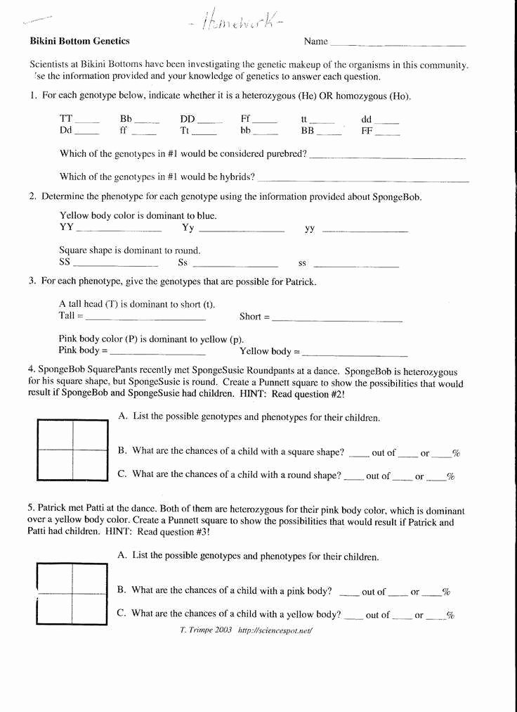 genetics worksheet