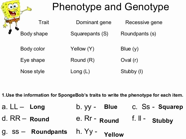 Genotypes and Phenotypes Worksheet Answers New Bikini Bottom Genetics Practice 4 02 Answers