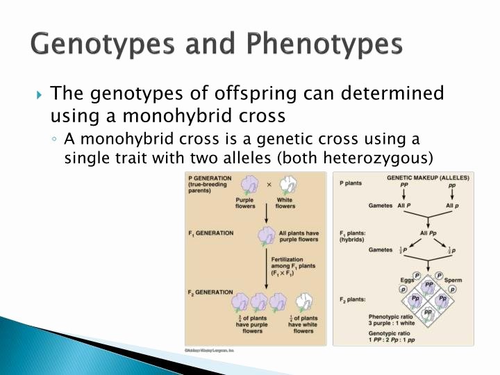 Genotypes and Phenotypes Worksheet Beautiful Ppt theoretical Genetics Powerpoint Presentation Id