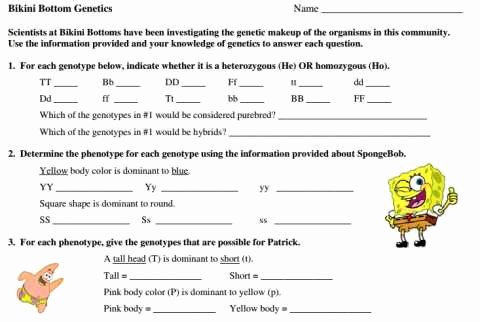 Genotypes and Phenotypes Worksheet Fresh Sponge Bob Genetics