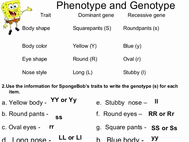 Genotypes and Phenotypes Worksheet Unique Bikini Bottom Genetics Practice 4 02 Answers
