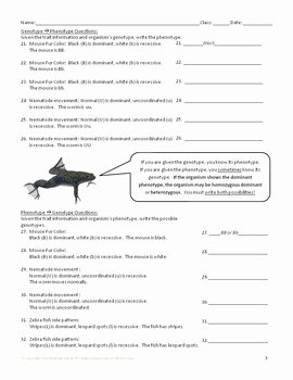 Genotypes and Phenotypes Worksheet Unique Genetics with Model organisms 1 Genotypes and Phenotypes