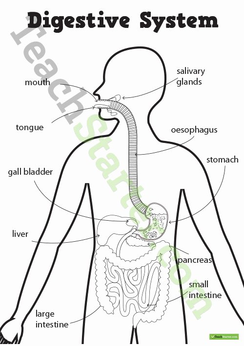 Human Digestive System Worksheet Awesome Digestive System Worksheets Teaching Resource – Teach Starter