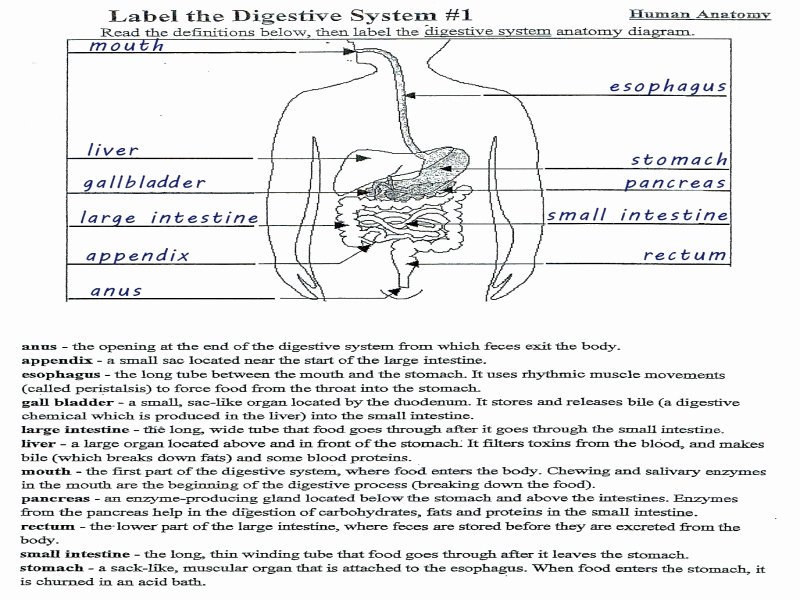 Human Digestive System Worksheet Awesome Human Digestive System Worksheet Mckenna Mrs Home Page