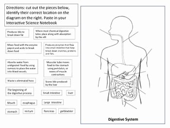 Human Digestive System Worksheet Beautiful Digestive System Diagram Brighteyed for Science