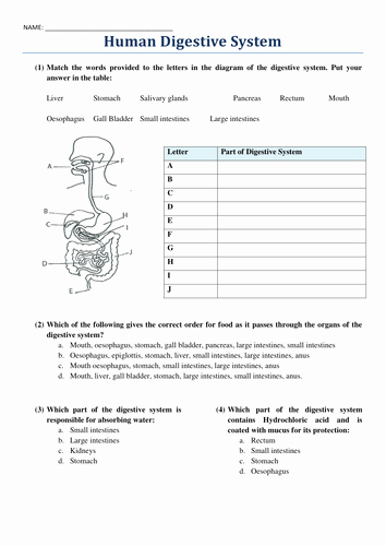 Human Digestive System Worksheet Beautiful the Human Digestive System Worksheet by Harvey1993