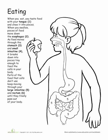 Human Digestive System Worksheet Best Of 25 Best Ideas About Human Digestive System On Pinterest