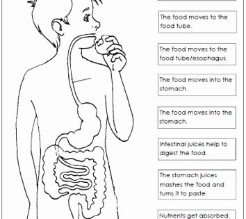 Human Digestive System Worksheet Elegant Digestive System Worksheet Cc C3