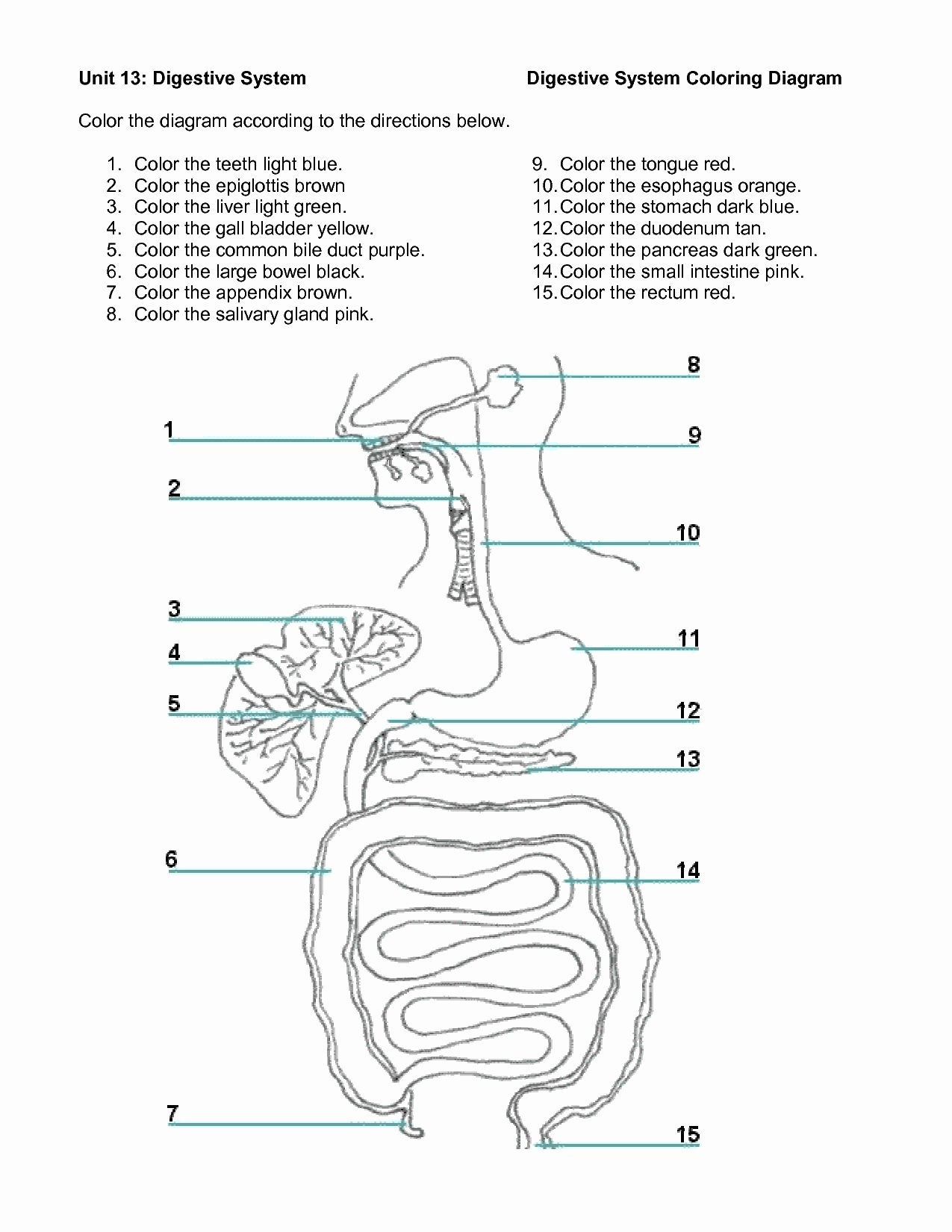 Human Digestive System Worksheet Inspirational Digestive System Diagram Worksheet Versaldobip