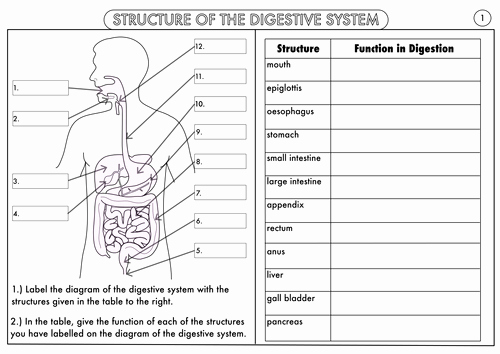 Human Digestive System Worksheet Inspirational Image Result for Digestion Biology Worksheet