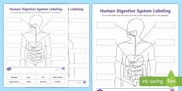 Human Digestive System Worksheet Lovely Human Digestive System Labeling Worksheet Human Body