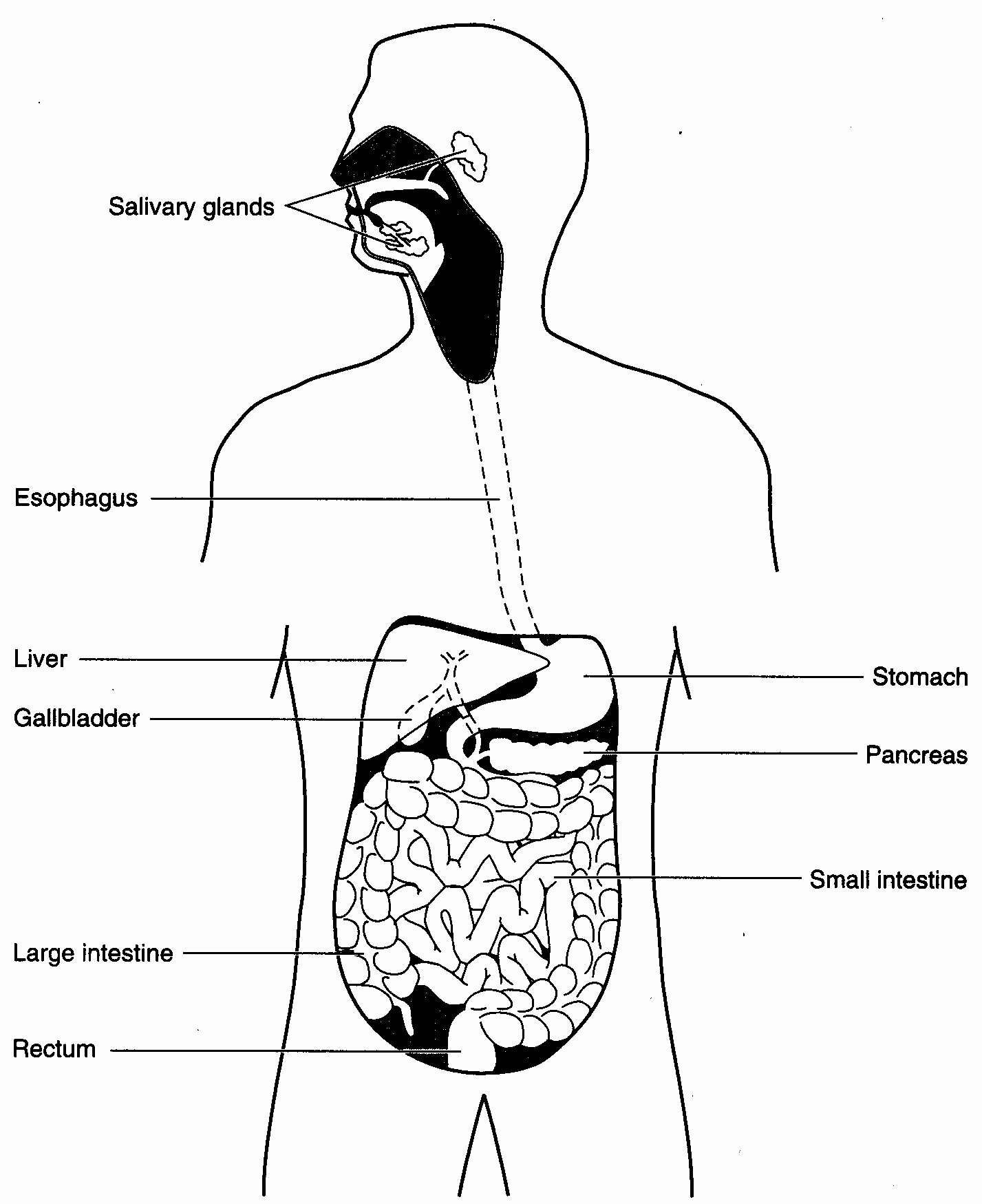 Human Digestive System Worksheet Luxury Human Body Science Digestive System Worksheet