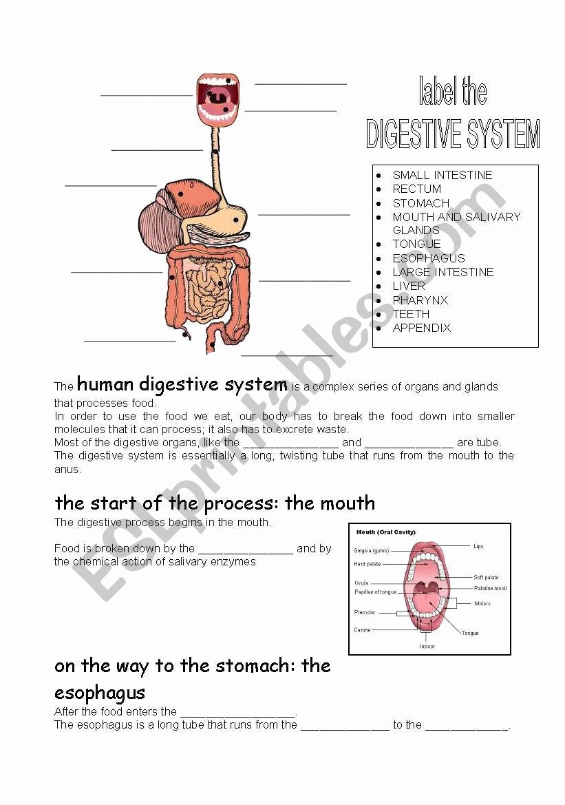 Human Digestive System Worksheet New Human Digestive System Esl Worksheet by Carcarla