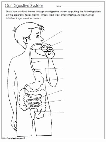 Human Digestive System Worksheet Unique 43 Best Images About Homeschool Digestive System On