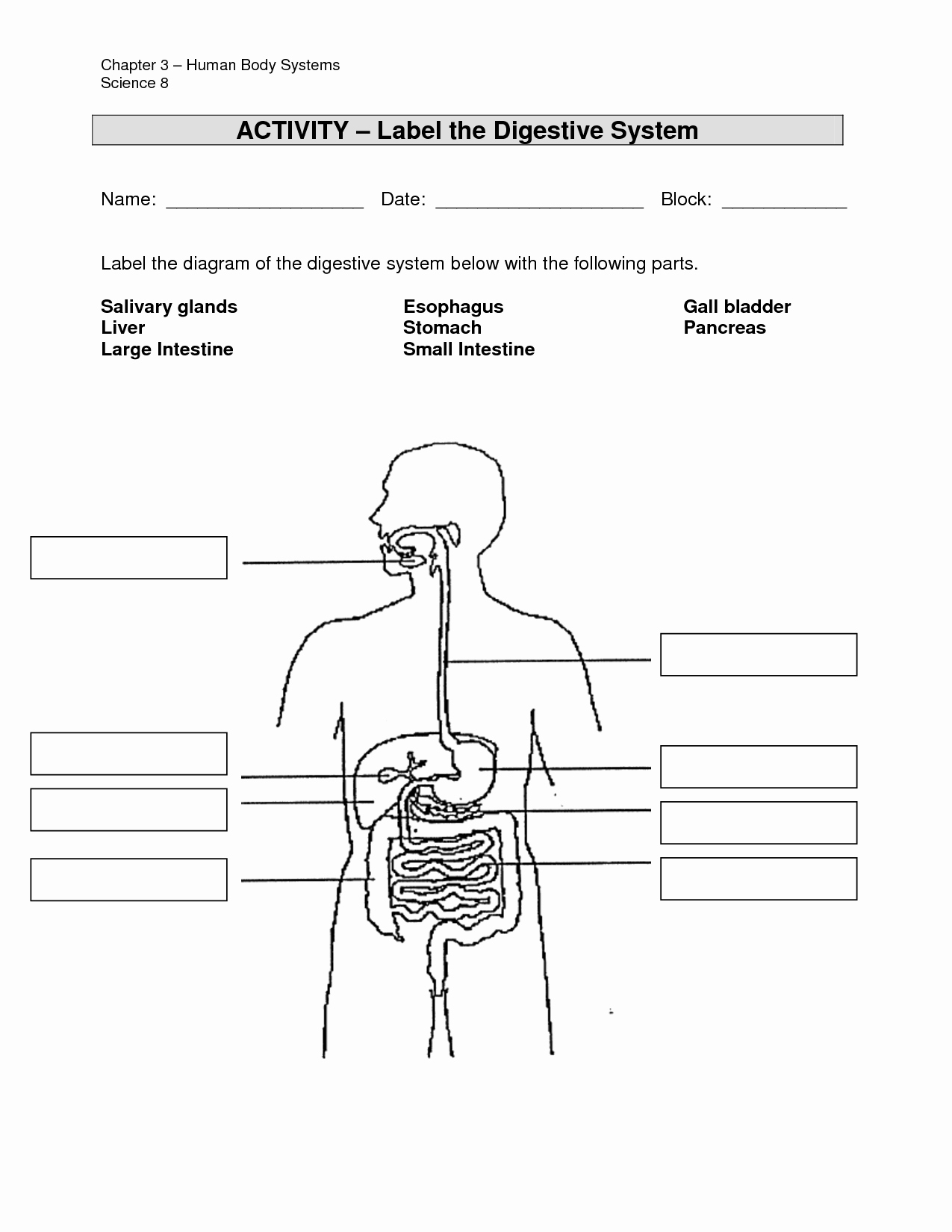 Human Digestive System Worksheet Unique Other Worksheet Category Page 323 Worksheeto