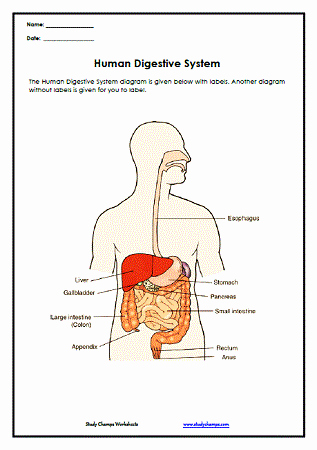 Human Digestive System Worksheet Unique Teacher Worksheets