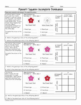 Incomplete and Codominance Worksheet Awesome In Plete Dominance Punnett Squares Biology Homework