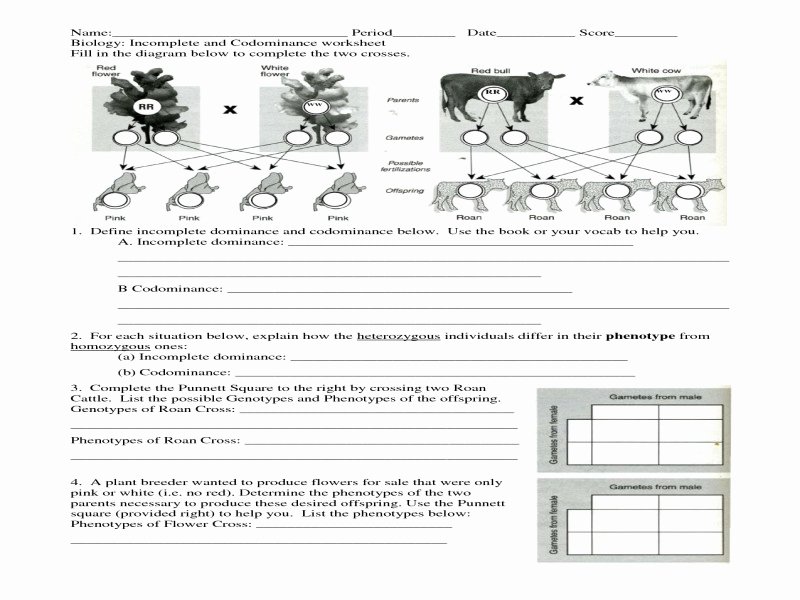 Incomplete and Codominance Worksheet Fresh In Plete and Codominance Worksheet