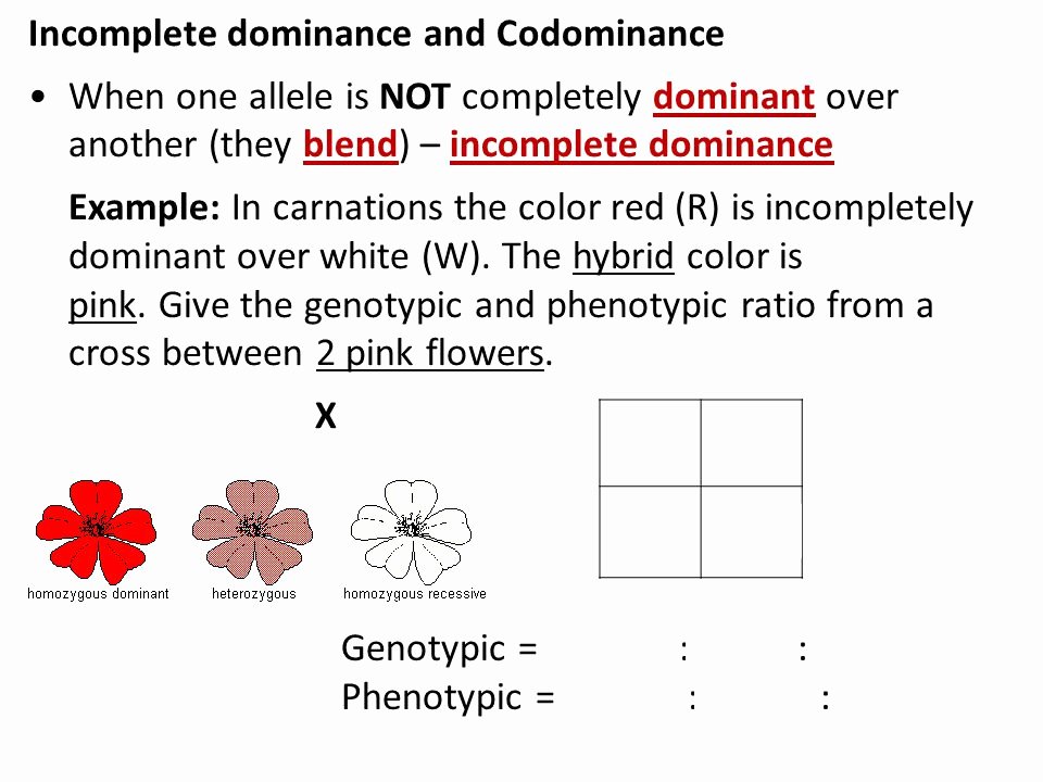 Incomplete and Codominance Worksheet Inspirational 4 Skip Hw 68 Practice with Punnett Squares