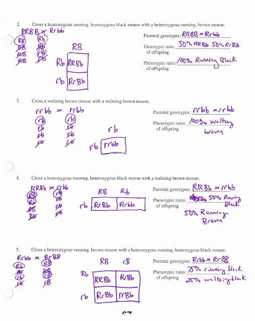 Incomplete and Codominance Worksheet Unique Mrs Stein S 7th Period Sts Biology whose Scribin Friday