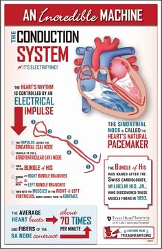 Incredible Human Machine Worksheet Unique Fun Facts About the Human Heart An Incredible Machine