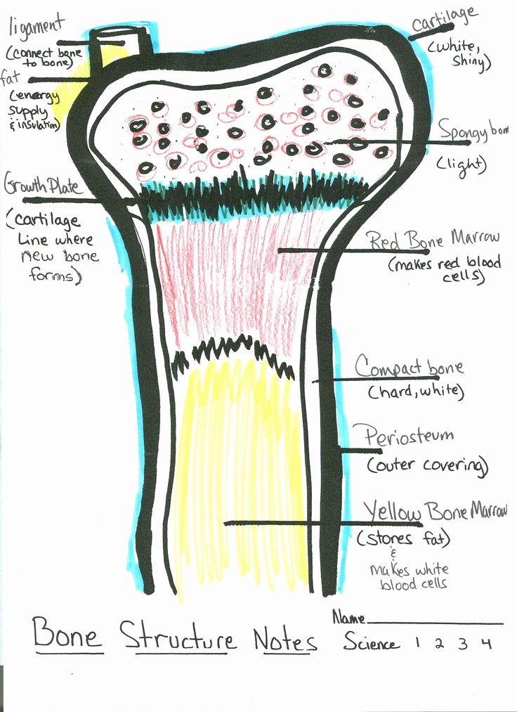 Inside the Living Body Worksheet Fresh Student Drawn Bone Diagram