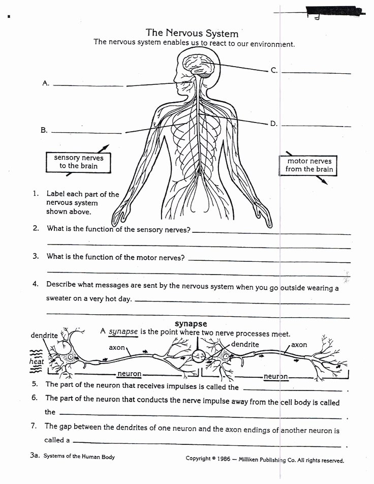 Inside the Living Body Worksheet Fresh Worksheets Nervous System for Grade 5 Kids