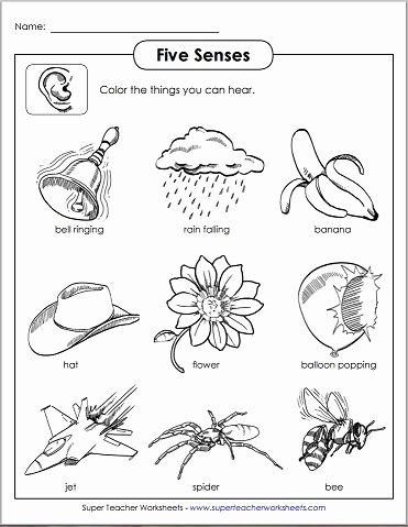 Inside the Living Body Worksheet Unique Use Five Senses Printable Activities From Super Teacher