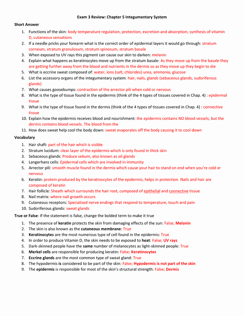 Integumentary System Worksheet Answers Awesome Chapter 5 the Integumentary System Worksheet Answers