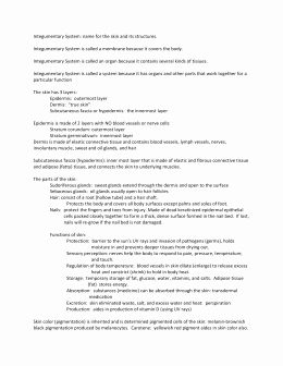 Integumentary System Worksheet Answers Best Of Worksheet the Integumentary System Answer Key