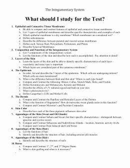 1 integumentary system worksheet key concept the